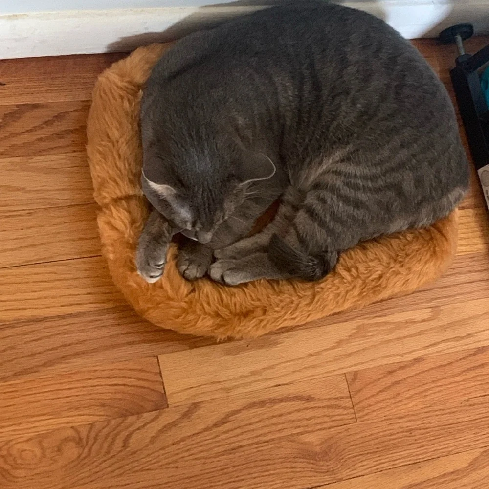 Pet crate bed